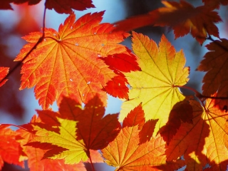 4 lễ hội không thể bỏ qua tại Canada 