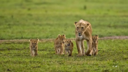 Kenya - tiếng gọi hoang dã 