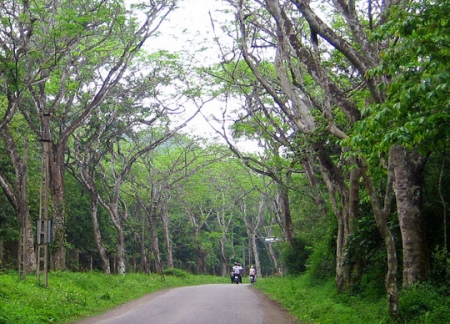 Cẩm nang du lịch rừng Cúc Phương