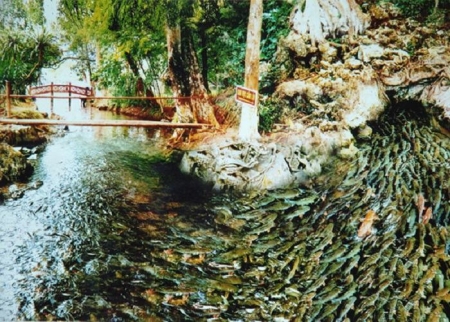 SUỐI CÁ THẦN - KHU DU LỊCH LAM KINH